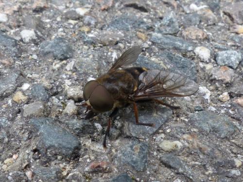 Réf. 293 925 : Tabanus sudeticus